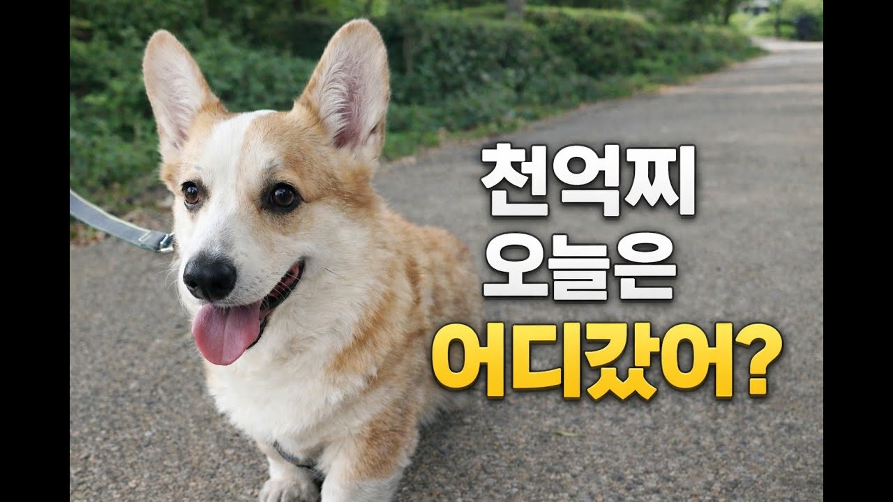 천억찌 오늘의 도~전! 성공했을까요?