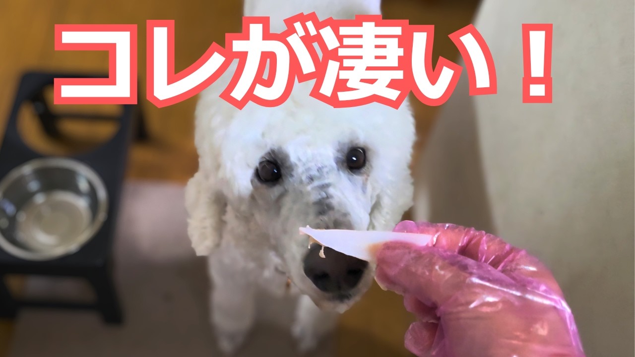 【痛み・炎症の緩和だけじゃなかった⁉】すべての犬にコレが必要です