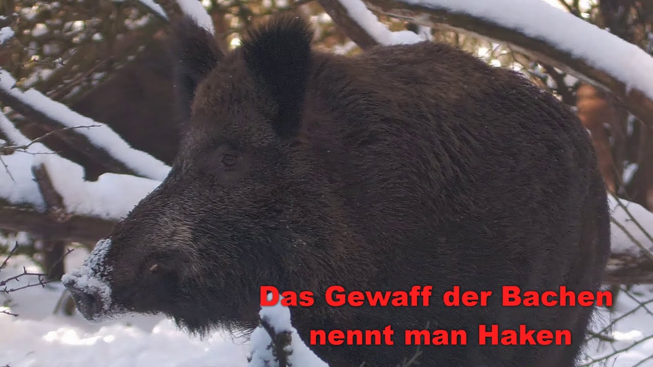 Das Gewaff der Bache nennt man Haken
