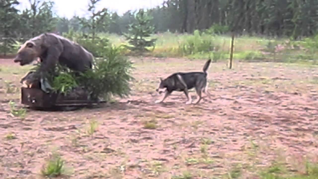 Konekarhukunkku 2015 Keuruun kolmonen lapinporokoira Kirjokannen Hurtti Ukko