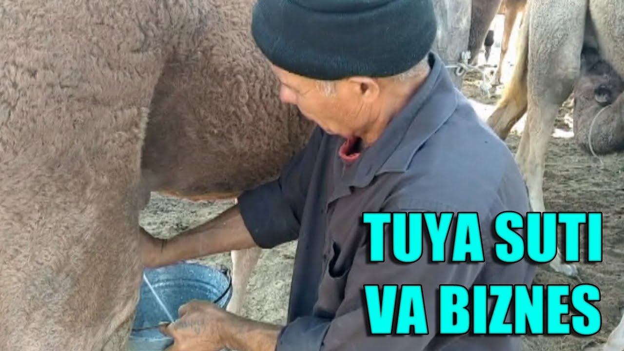 СЕРРОЗ ВА САХАР КАСАЛЛИГИНИ ДАВОЛАЕТГАН ТУЯ