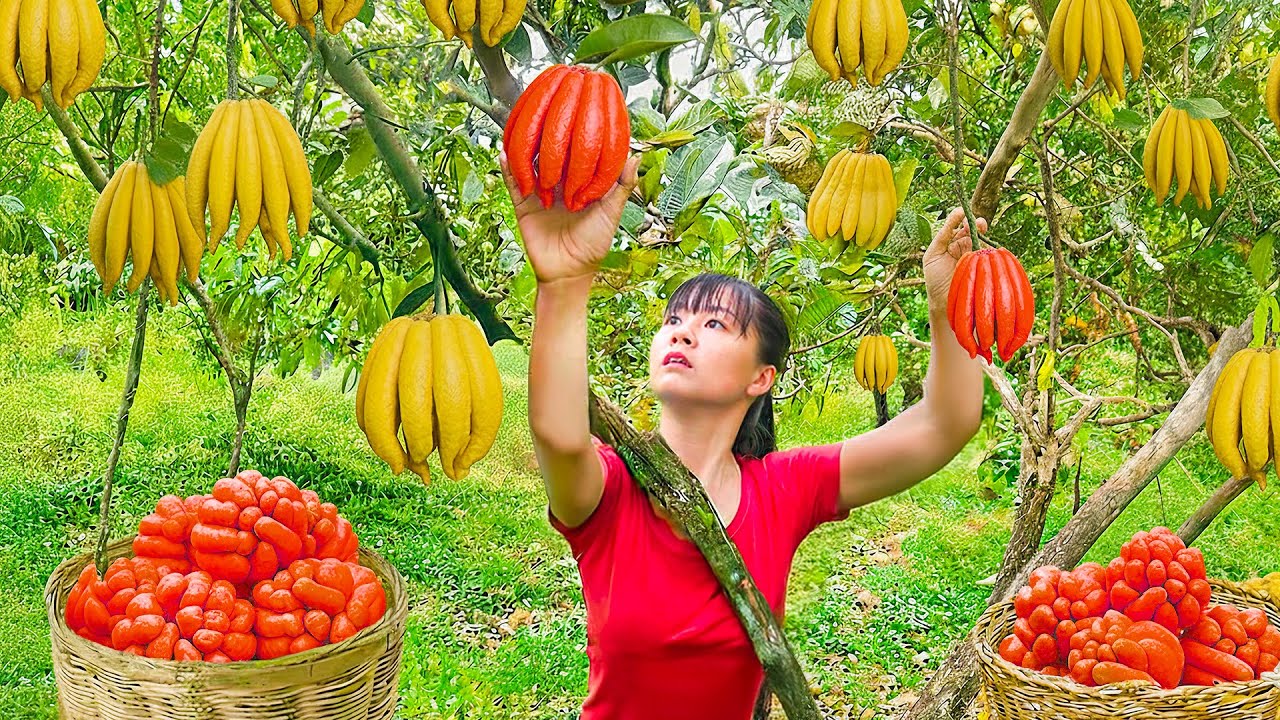 TIMELAPSE -- Harvest 1000+ Buddha's Hand Fruit, Go to Market Sell & Harvest Salad Greens