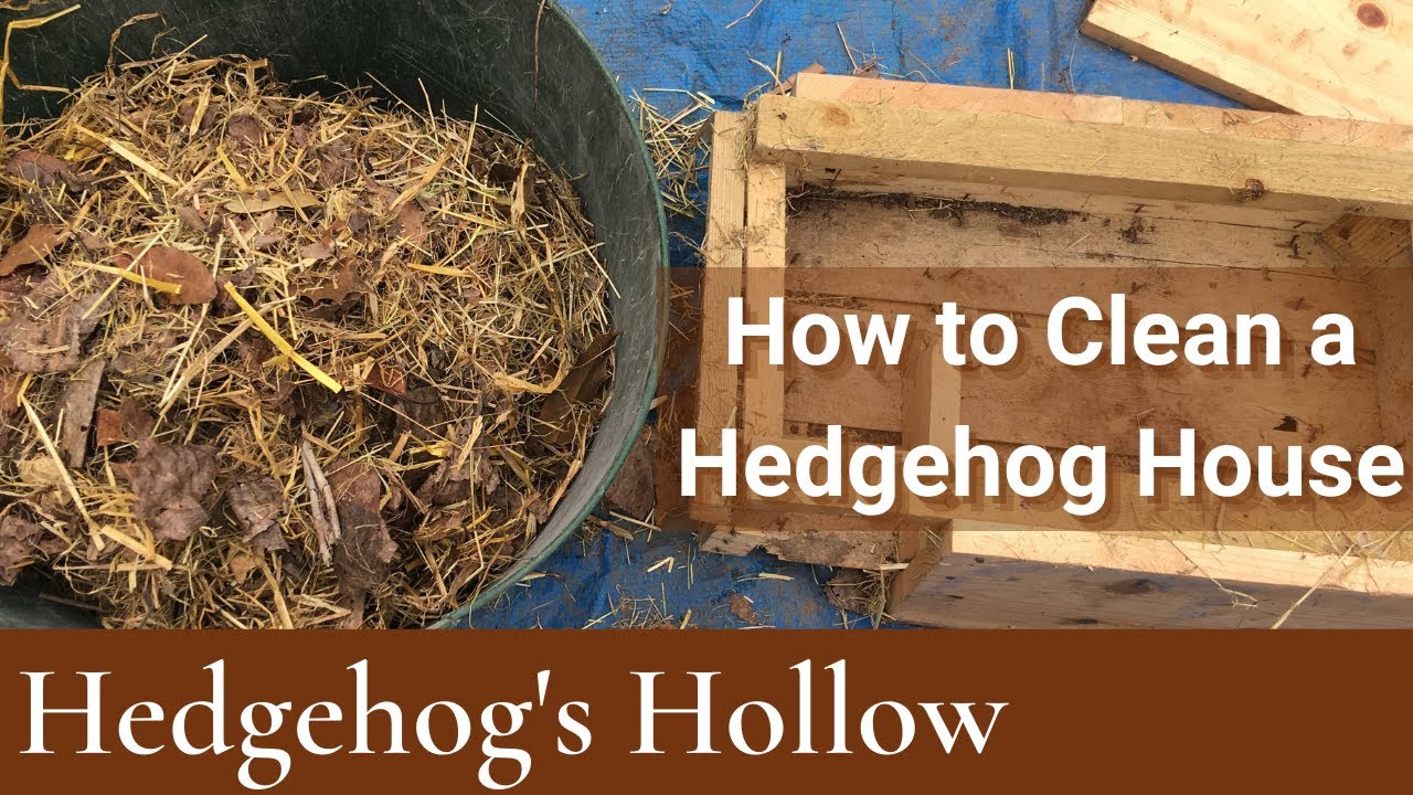 How To Clean A Hedgehog House | Hedgehog's Hollow