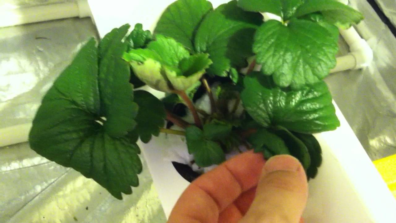 Super Cropper Strawberries - First Flowers - X Nutrients