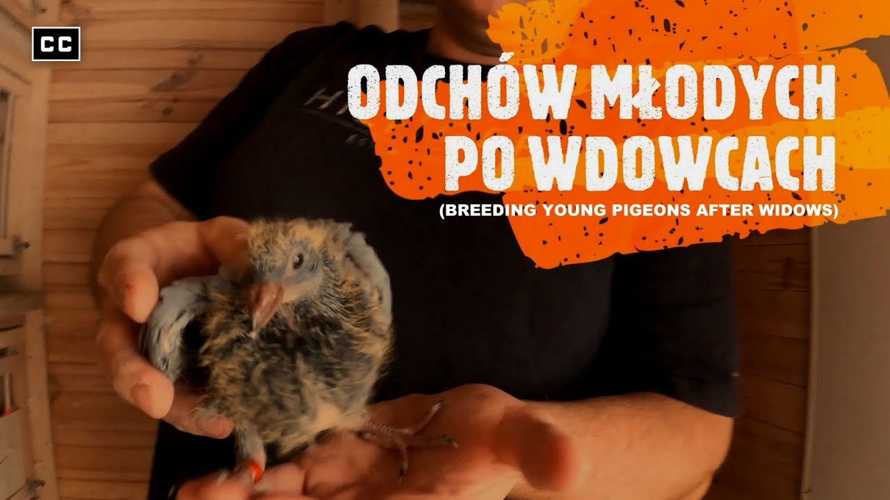 Воспитание молодежи из вдовцов и моего А.С. Збигнева Родака в этом году ПЖГП 0309 Щецин
