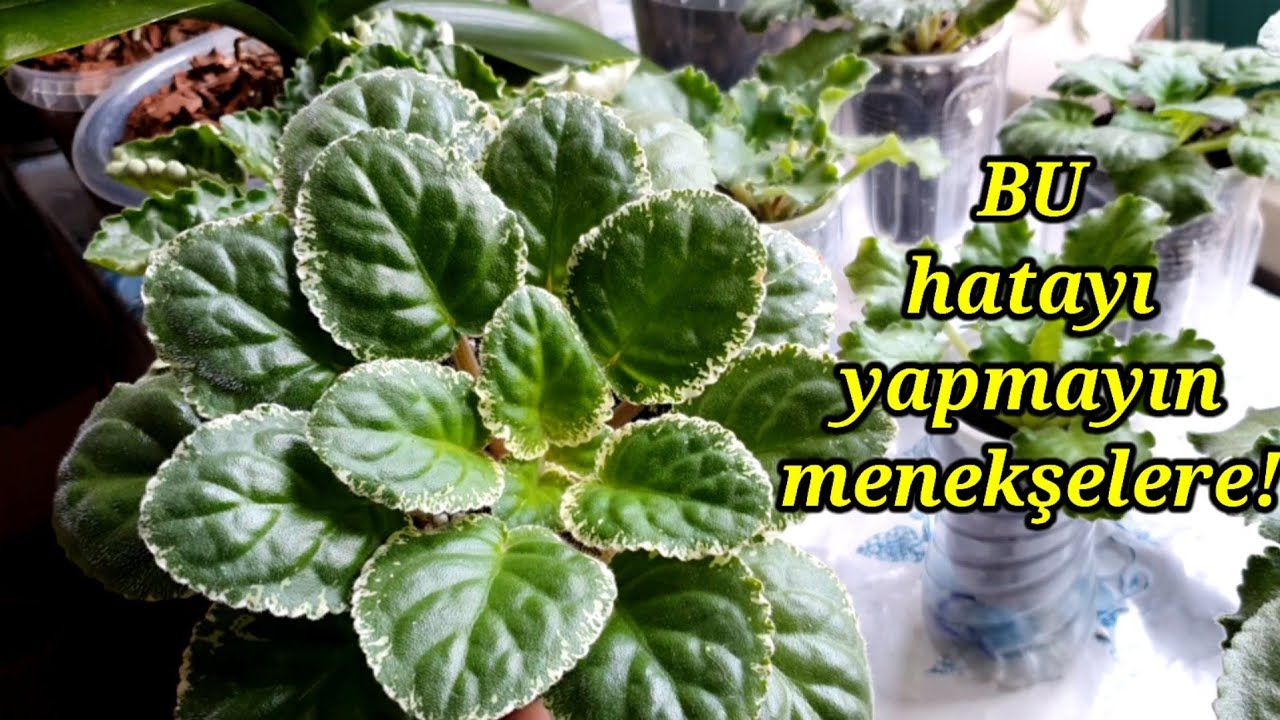 Menekşeye bu HATAYI yapmayın🤔Neden çiçek açmyor menekşe soru cevab✅menekşe bakımı✅