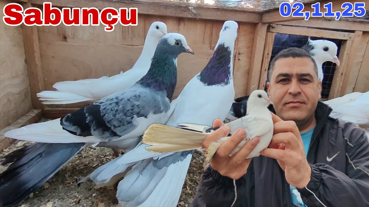 Sabunçu Quş Bazarı 2 Noyabr 2025