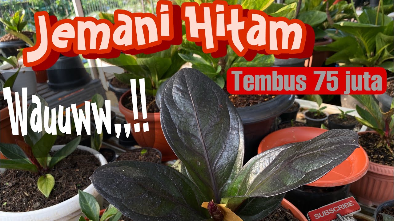 Jemani hitam ( black sanca)
