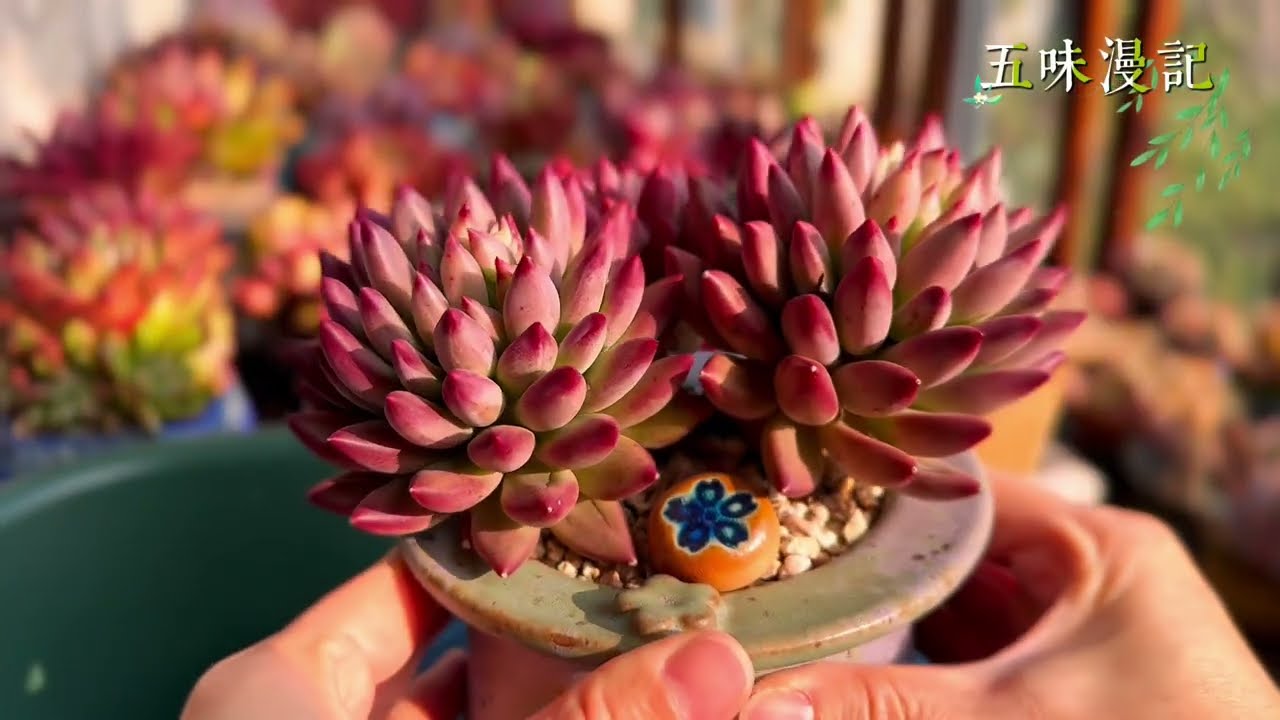 全状态的群生虞美人好美，老桩金蝉的橙黄、桃花源…鼓盆搭配香水，妖娆的马库斯｜多肉植物