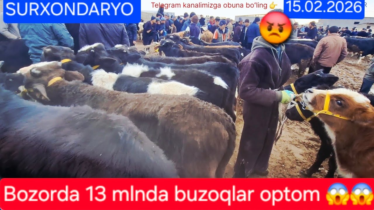 15.02.2026 Surxondaryo qiziriq jahon bozoridan hoʻkkiz narxlari