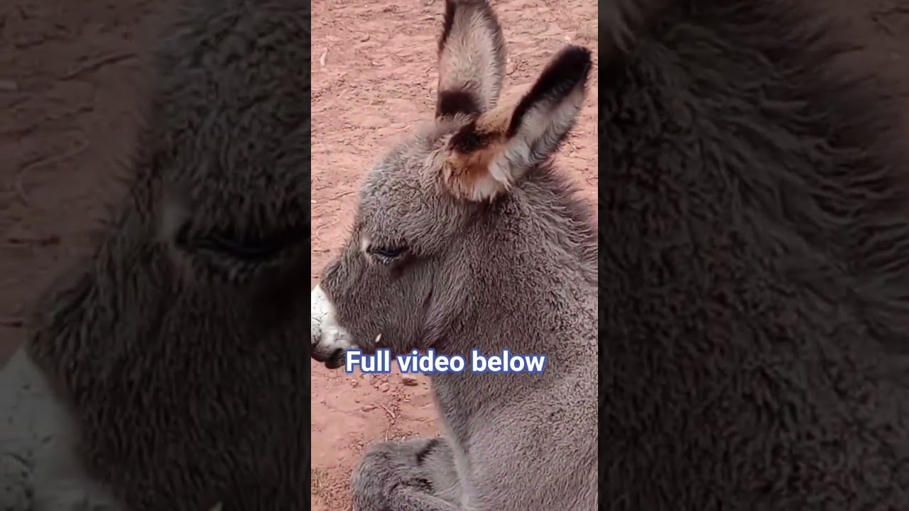 Wild Baby Donkeys Custer State Park Vanlife Adventures 