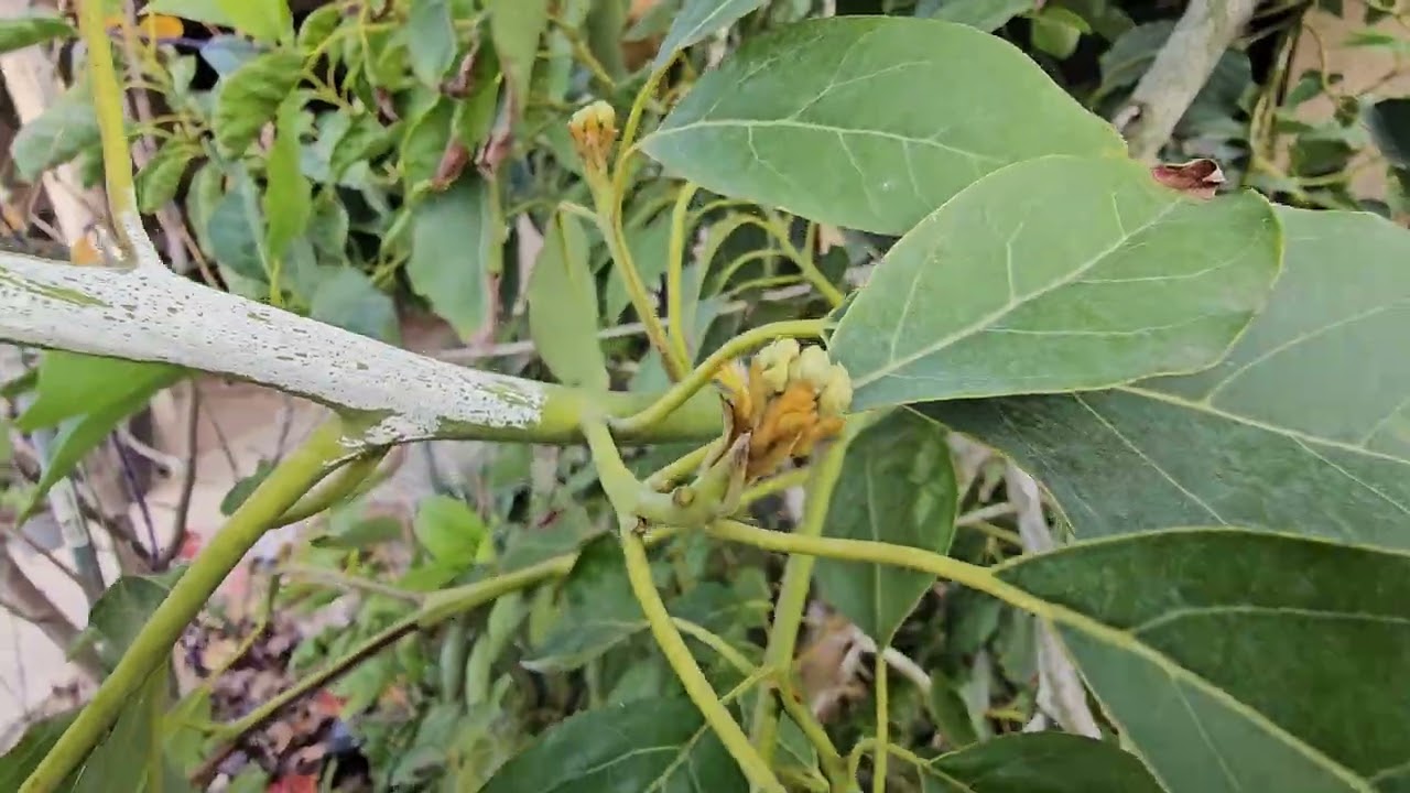 Fuerte Avocado, Phoenix Zone 9b