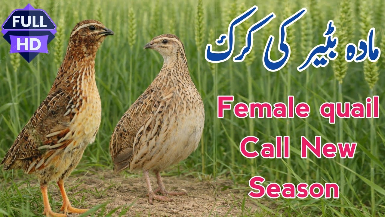 Madi Batair Ki Kirk | Female Quail Call | Madi Batair Ki Awaz 2026,مادی بٹیر کی آواز