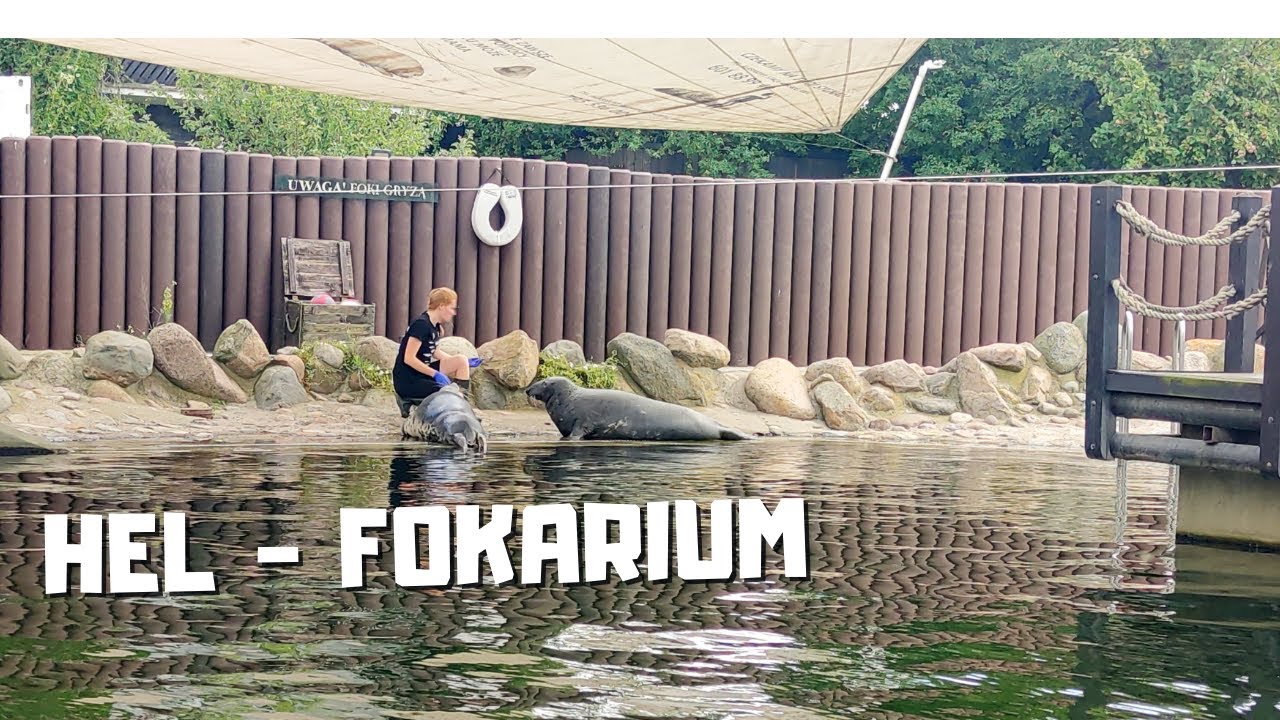 Hel fokarium, foki, pokaz karmienia fok - fragment | dla dzieci | pomorskie podróże