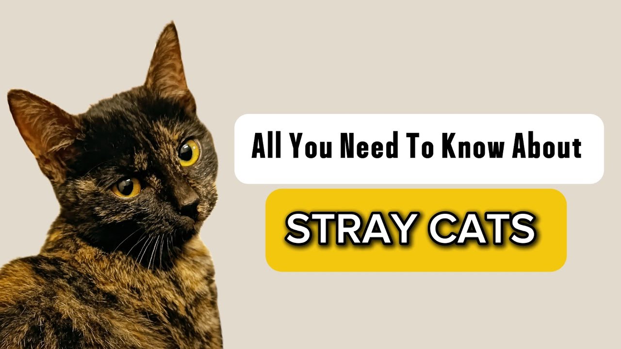 The Uninvited Guests: Life of Stray Cats
