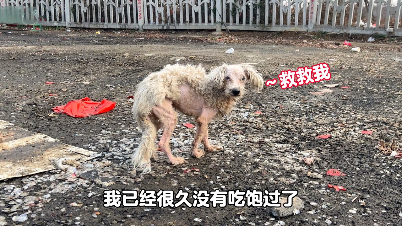 早市上發現的流浪比熊，靠吃地上的魚鱗來充饑，哭著懇求路人收留