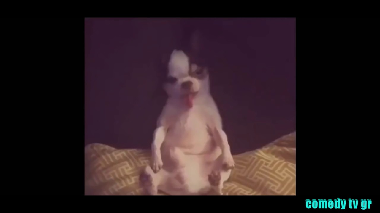 Prikolebi