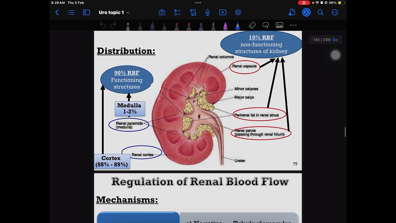 Renal PhysiologyJGA and Renal Blood Flow part2