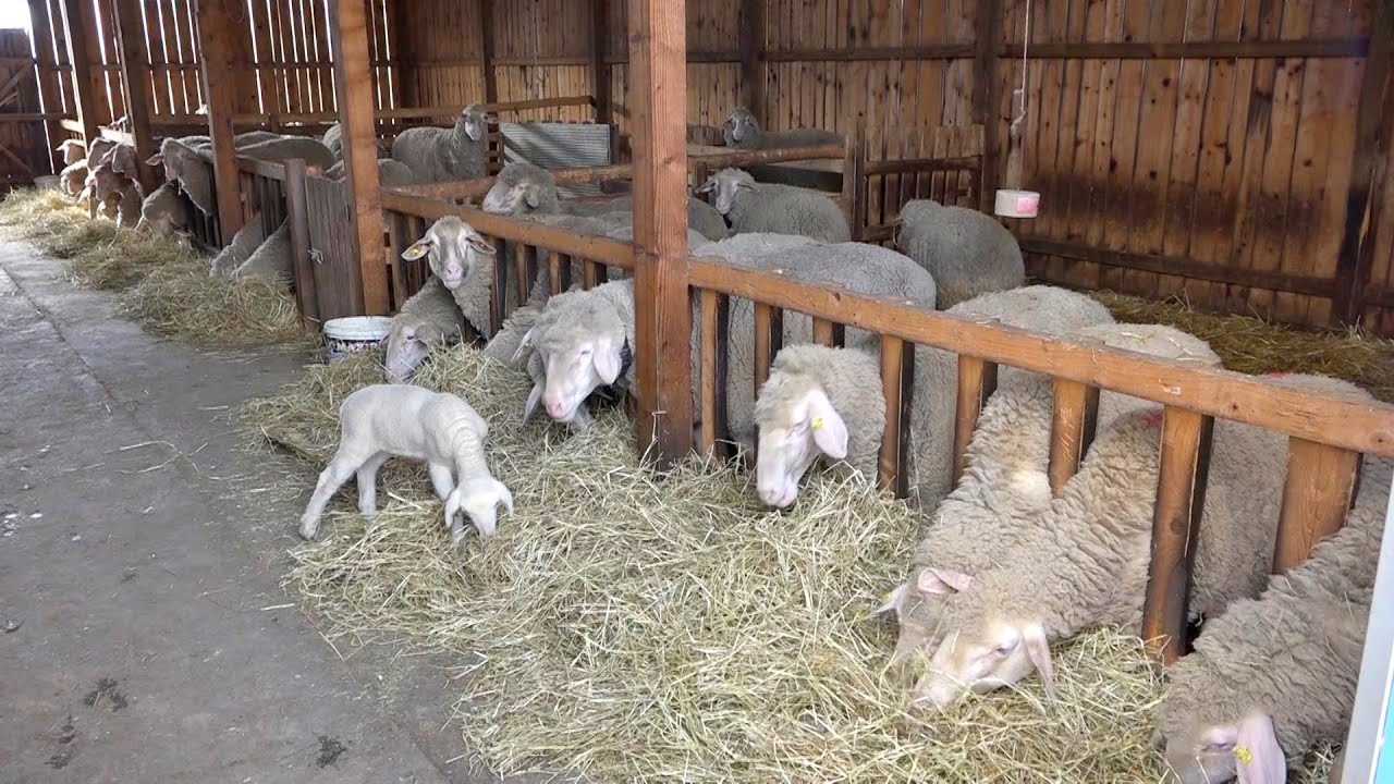Mala farma ovaca u Stublinama