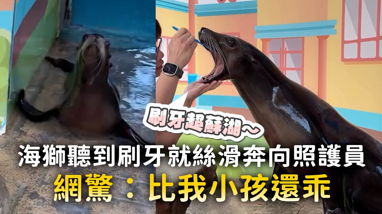 海獅聽到刷牙就絲滑奔向照護員　網驚：比我小孩還乖