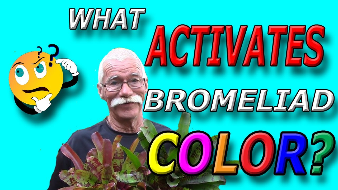 What Activates Bromeliad Color?