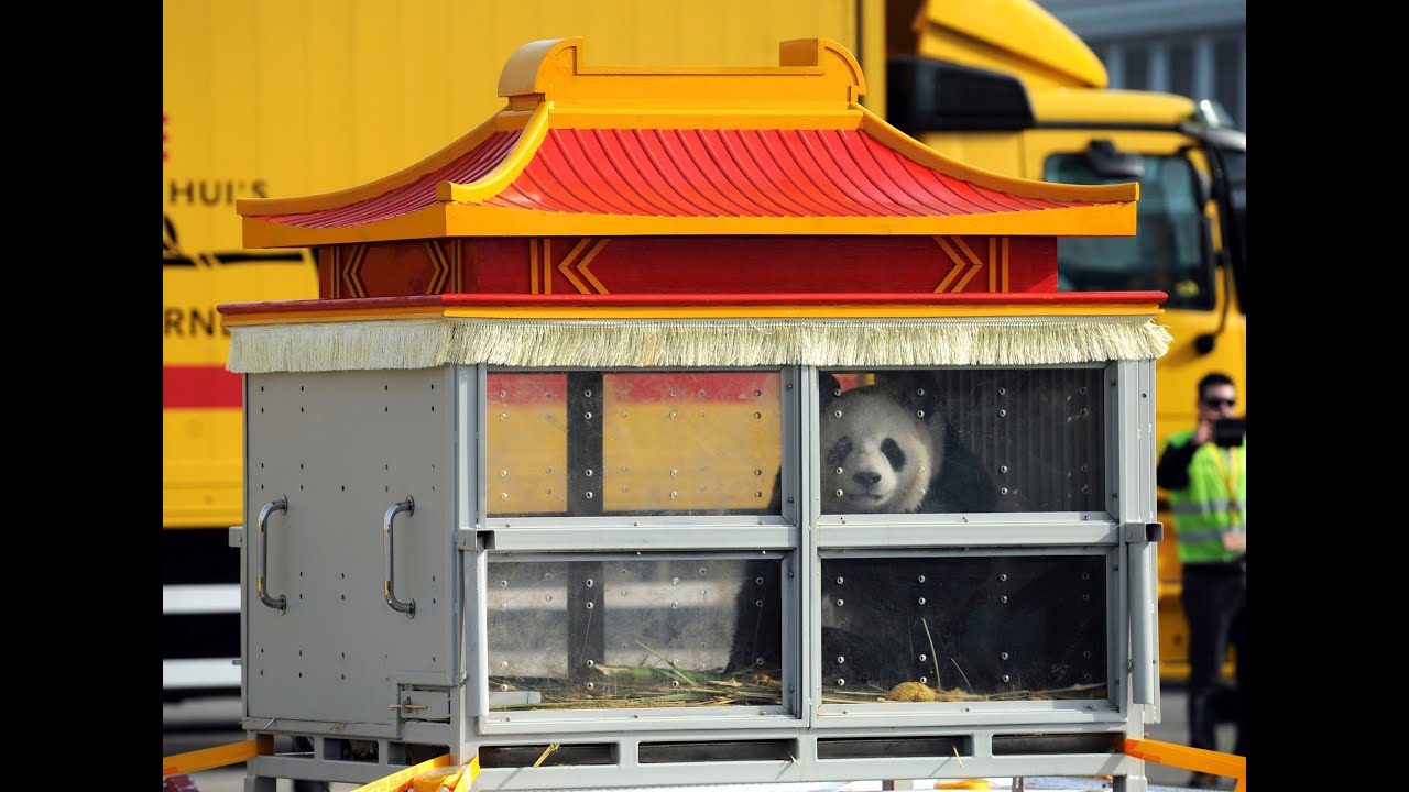 Two Giant Pandas Travel 8,000 Km From China To Belgium