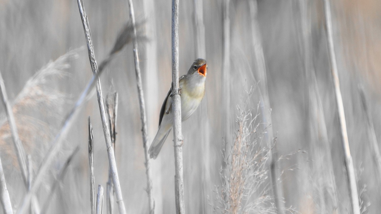 4K Łoz&oacute;wka - najlepszy śpiewak polskiej awifauny / Marsh warbler / Acrocephalus palustris