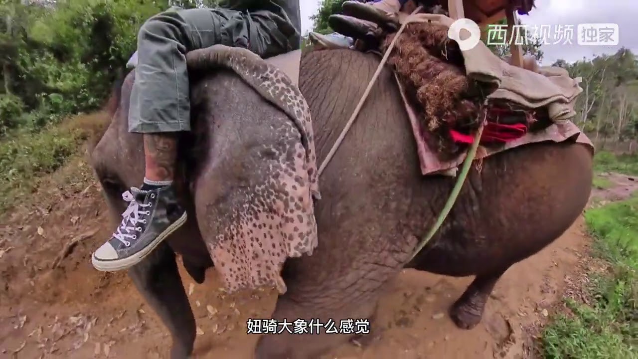 自驾游，野象谷骑大象，钱也花了，象也骑了，剩下的啥也不说了