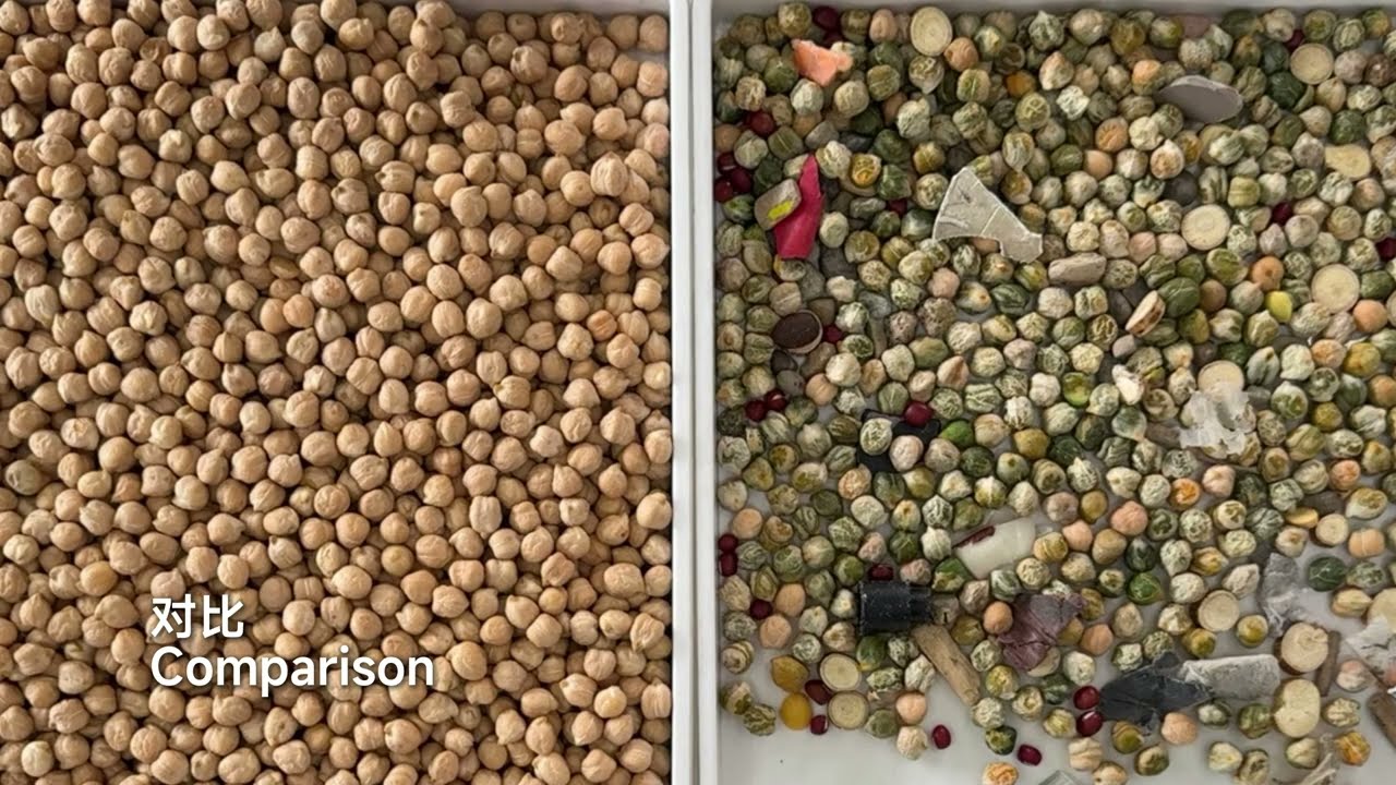 Chickpea Sorting--- ANYSORT MK Series for sorting the unqualified chickpea