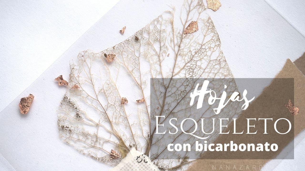 HOJAS ESQUELETO con Bicarbonato sódico - RÁPIDO y RENOVADO (Skeleton Leaf DIY)