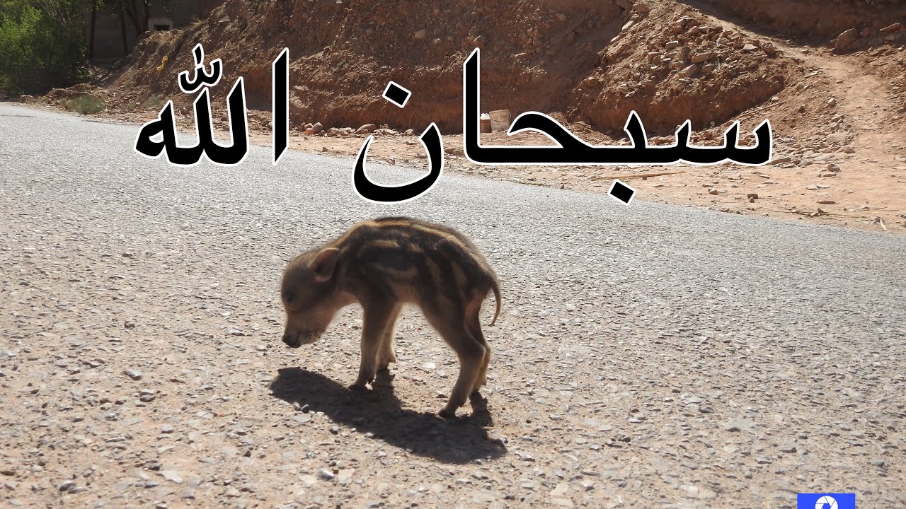 الخنزير الأرغني الجميل