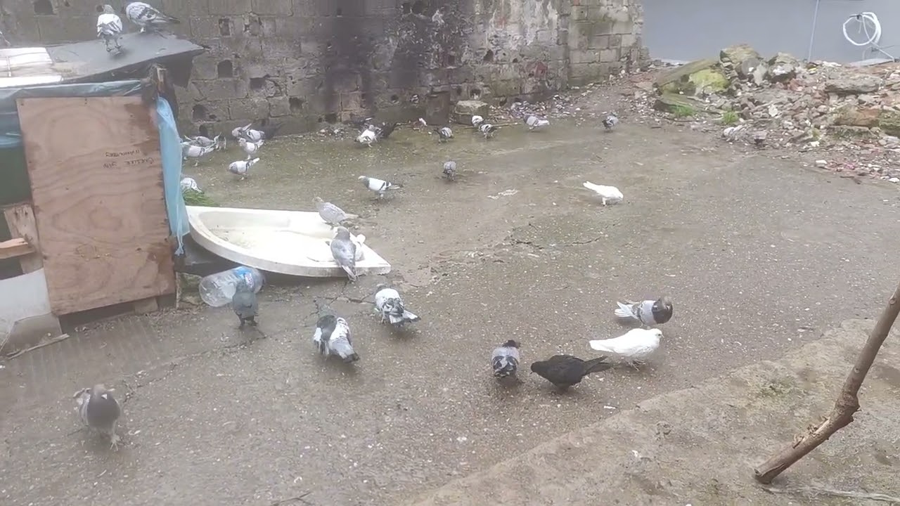 #KUŞLAR
