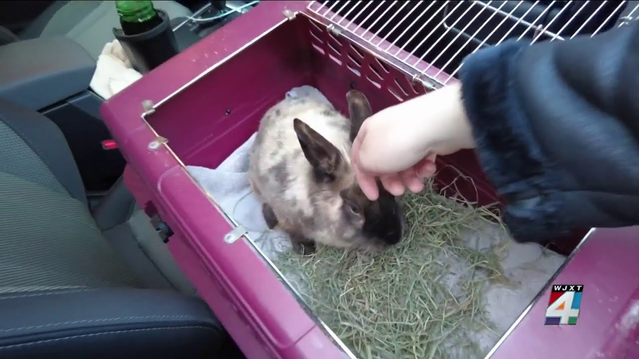 Rabbit Rescue: Volunteers jump into action to save 14 bunnies dumped in the Timucuan Preserve
