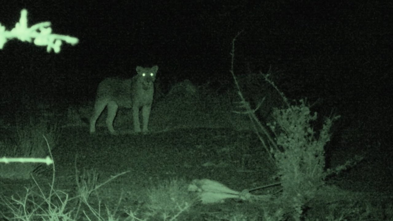 E56: Why Human Wildlife Conflict?