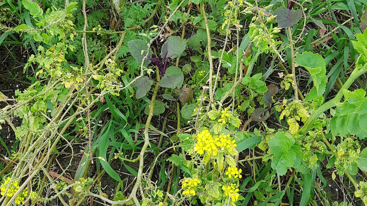 Groenbemesterkeuze bij aardappelteelt in gereduceerde grondbewerking - Derk van Balen