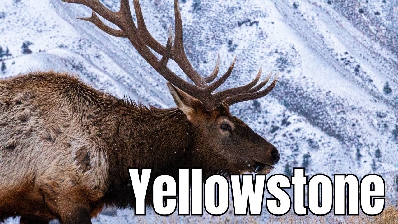 Christmas in Yellowstone