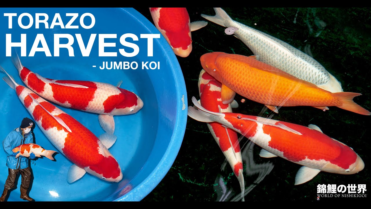 Torazo Main Harvest - Jumbo Gosanke
