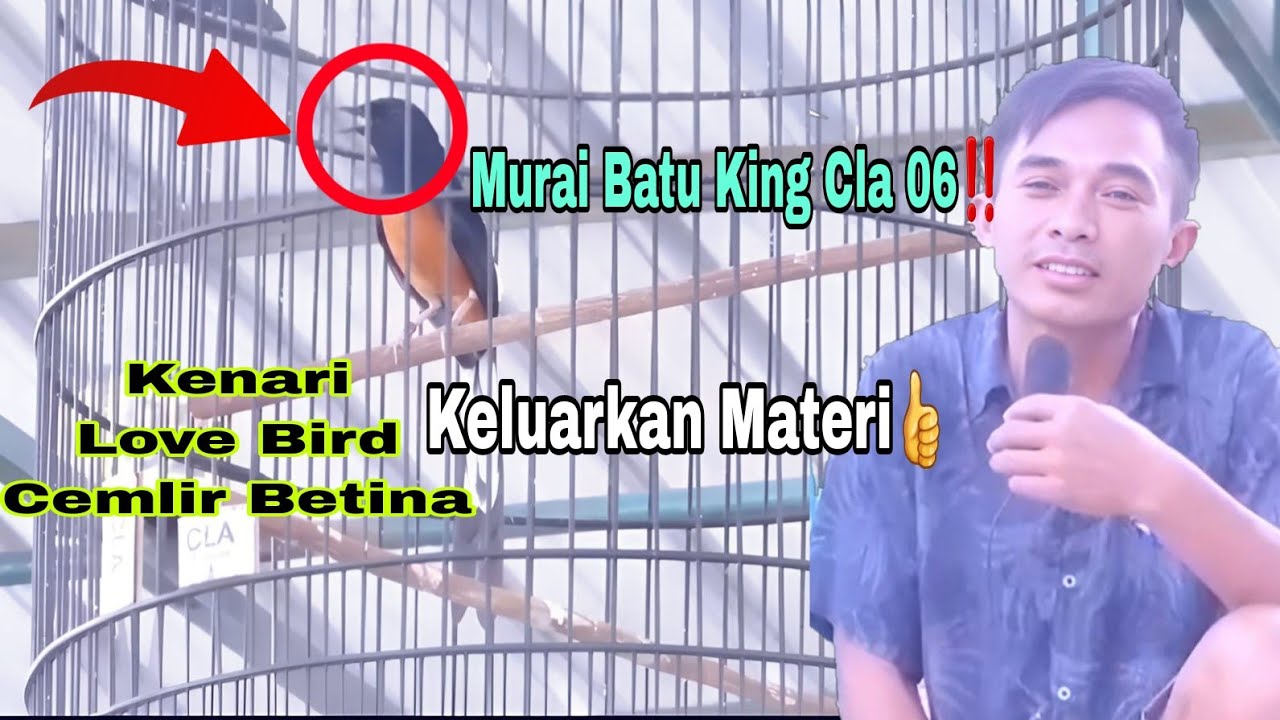 MB King Cla 06 ‼️Penonton Sampai Melongooo Lihat Burung ini🥰