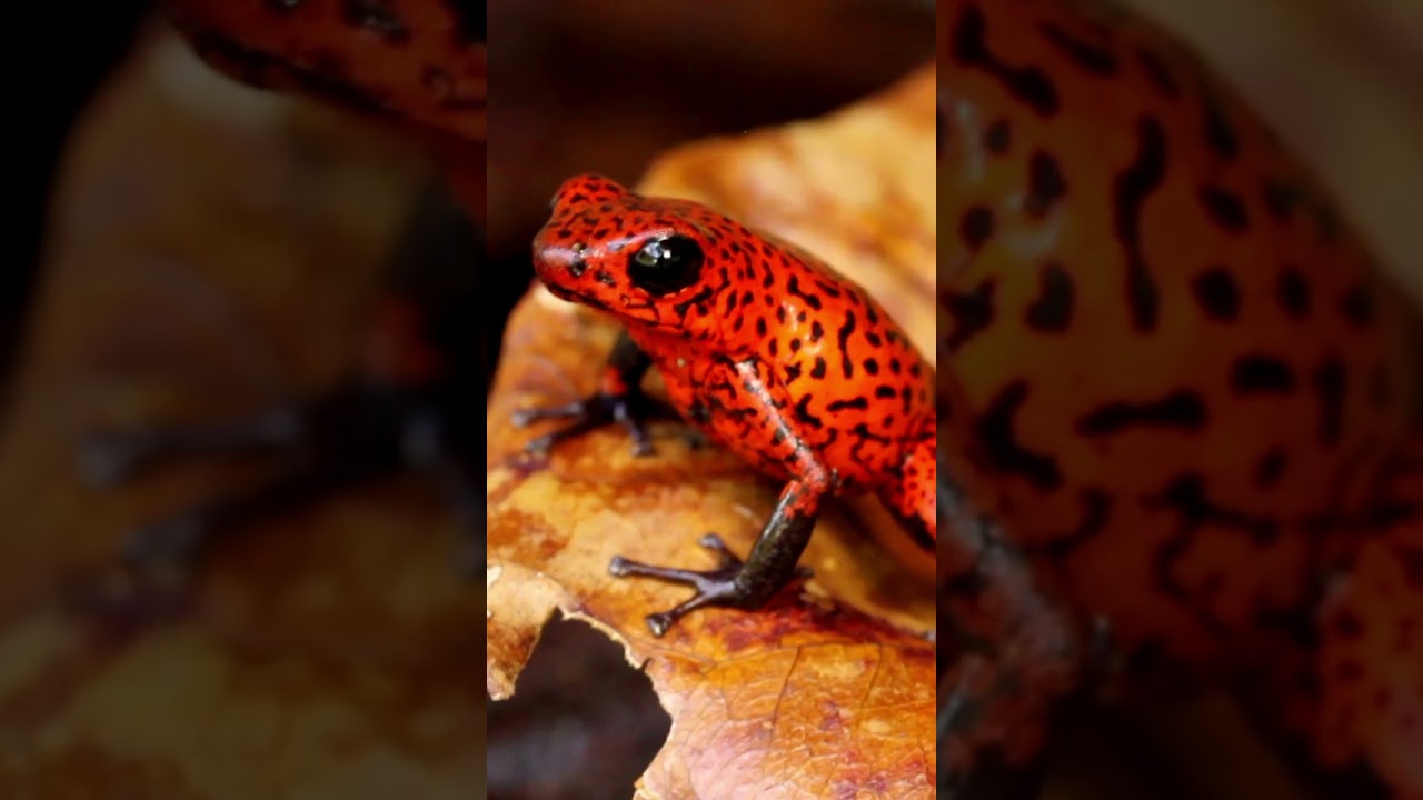 The Tiny ASSASSINS: Poison Dart Frogs 