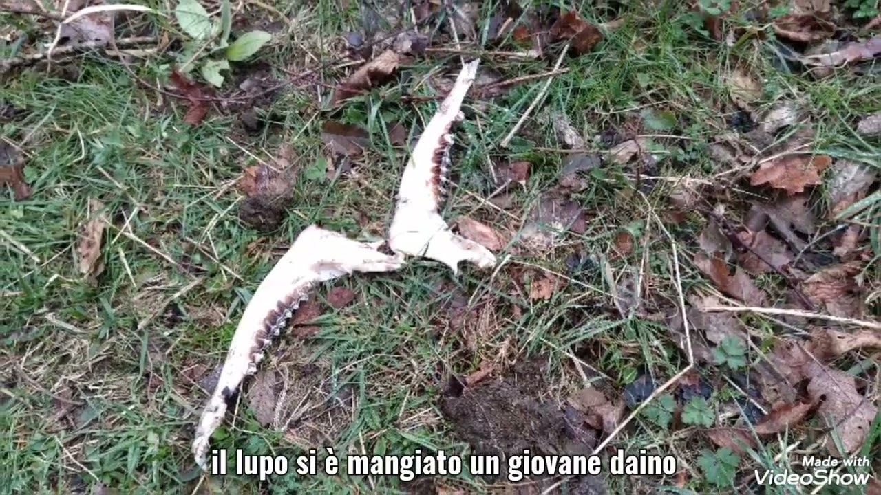 Censimento a BECCACCE