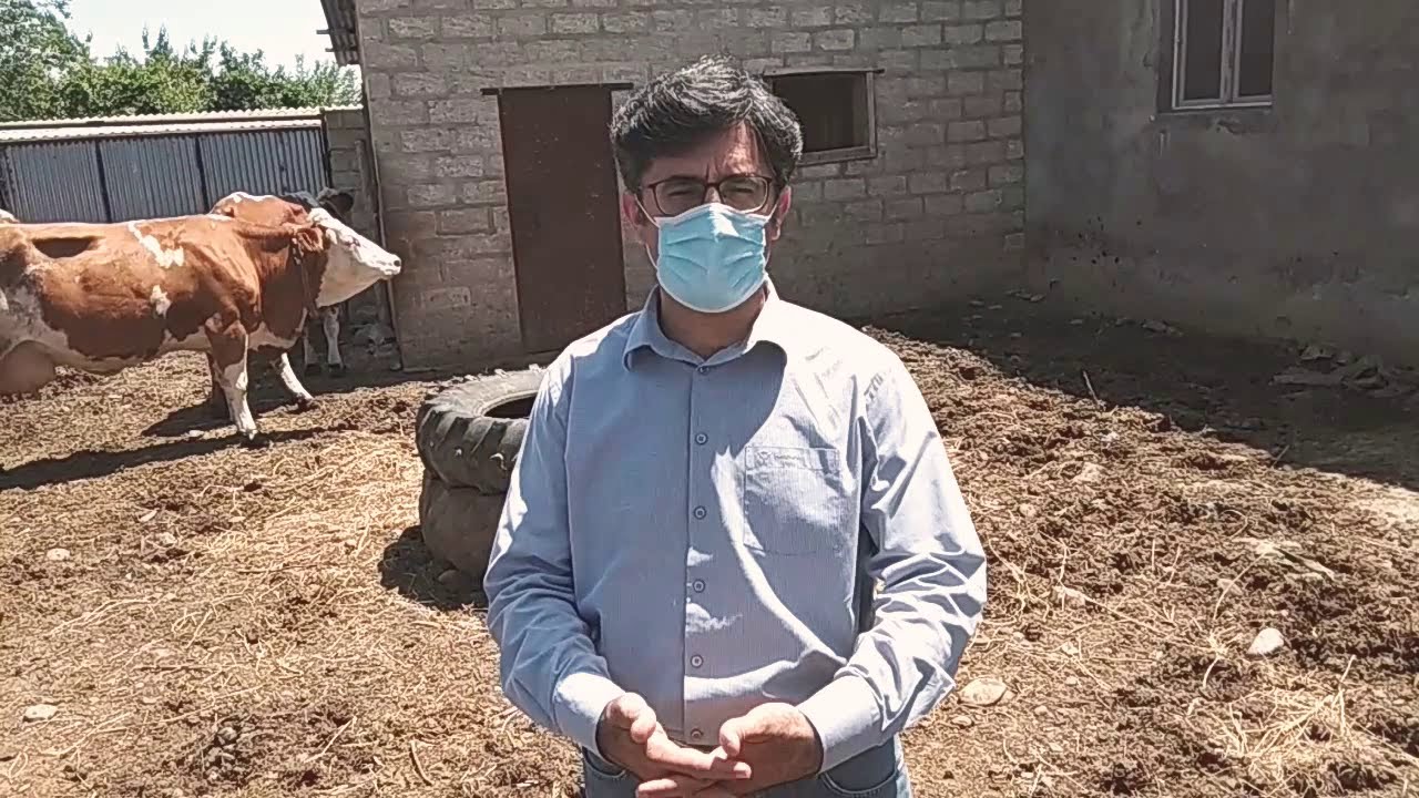 Simmental cinsi istiyə dözürmü?