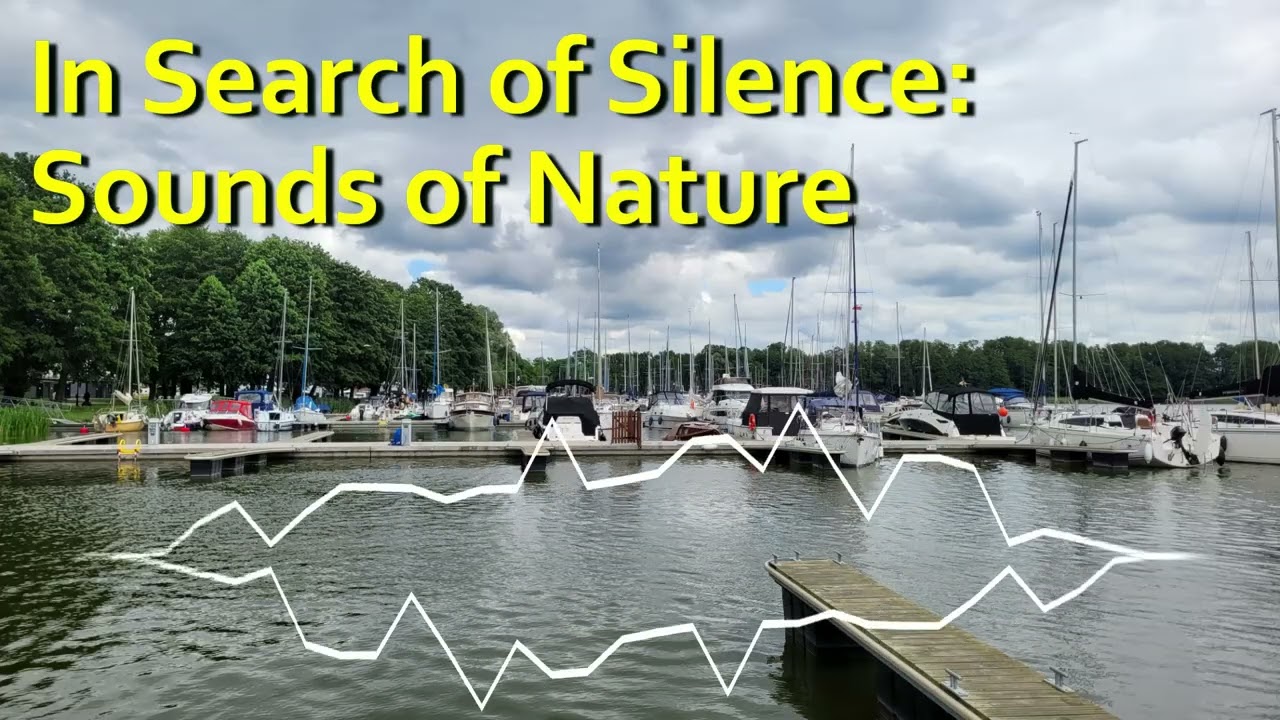 Dźwięki Natury: Gawrony w porcie | Nature's Symphony: Jackdaws in Harbor