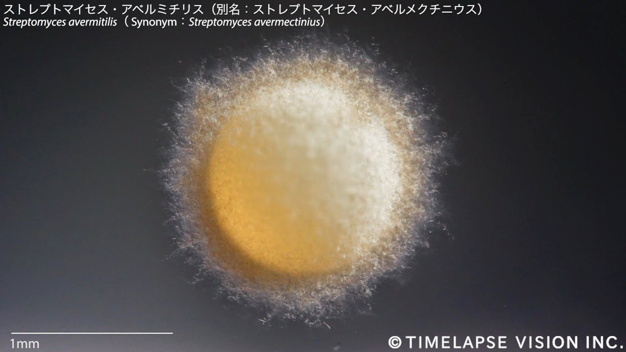 放線菌ストレプトマイセス・アベルミチリス (Streptomyces avermitilis)