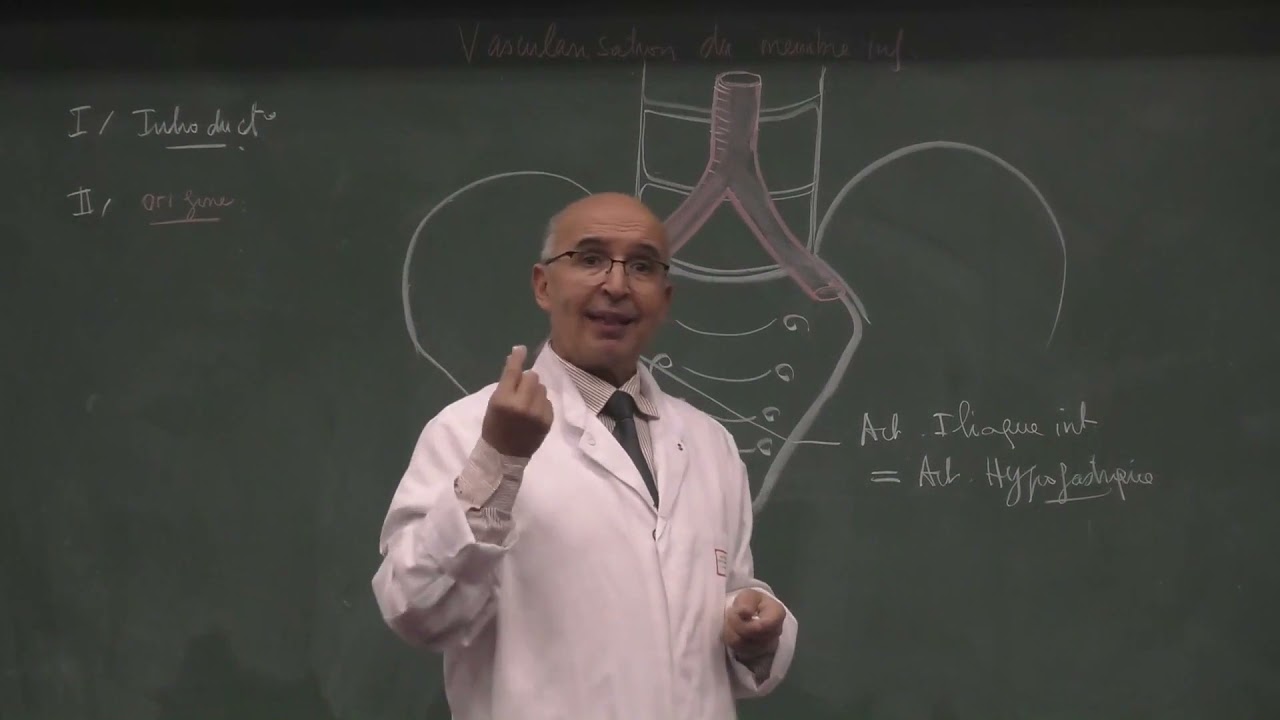 COURS ANATOMIE 21: Vascularisation membre inf