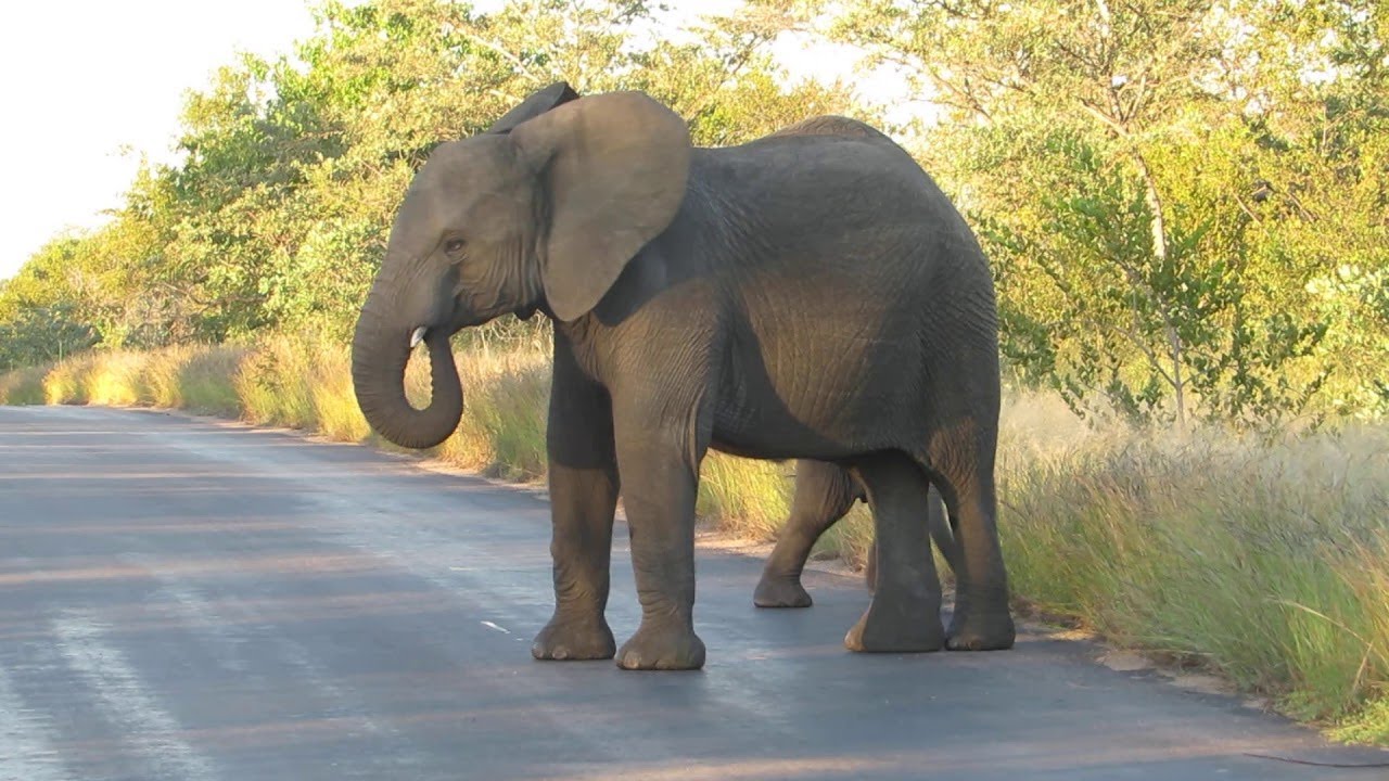 Baby Elephant Dances and Plays in Kruger National Park || ViralHog