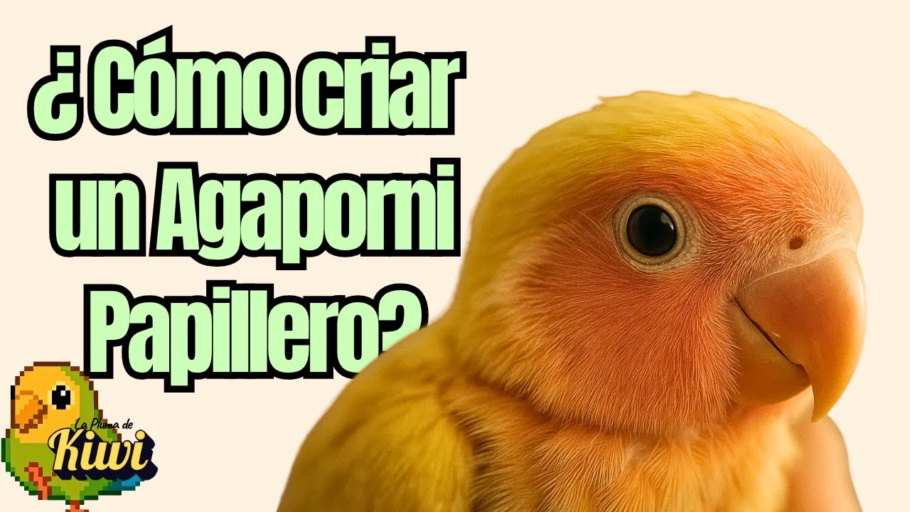 &iquest;C&oacute;mo criar y cuidar un agaporni papillero?