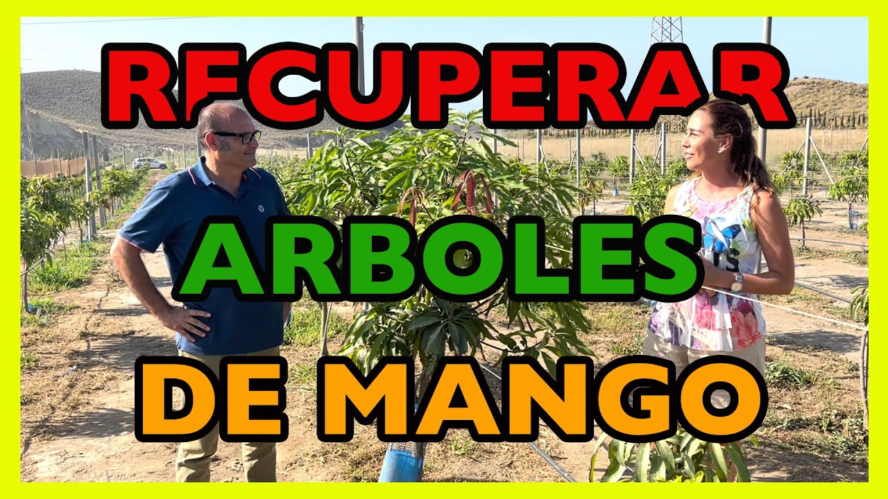 Cómo recuperar árboles de mango en mal estado con la tecnología Ecoculture 🥭