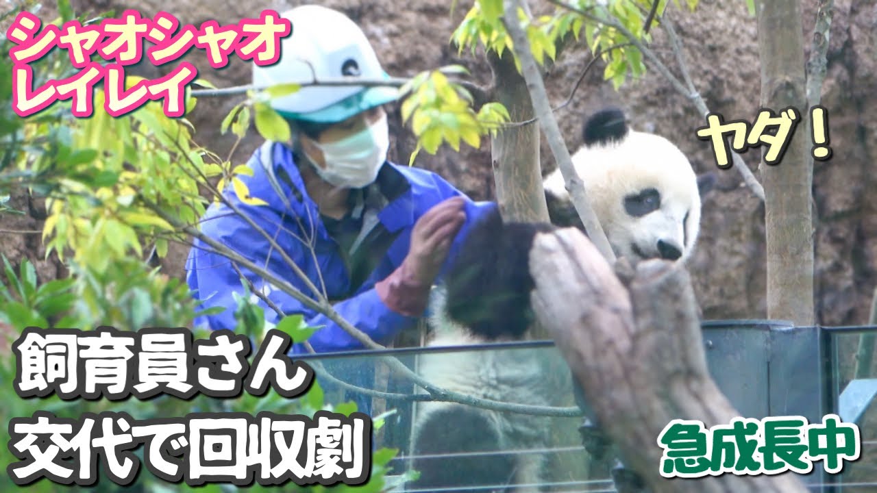 【上野赤ちゃんパンダ】ついに20キロ越え❗️飼育員さん交代で木に絡まる🐼の回収に挑む（笑）