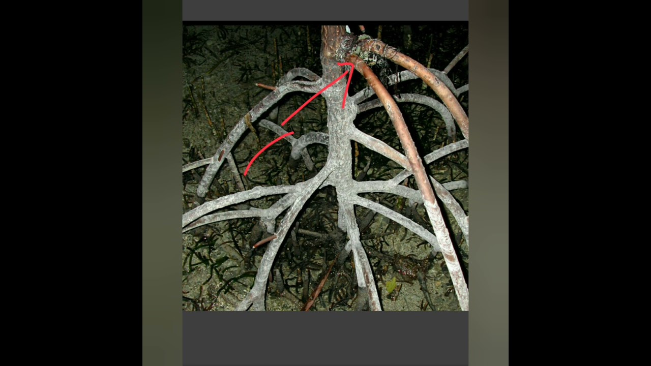 HALOPHYTES// Ecological adaptations (Morphological, anatomical and physiological adaptations)