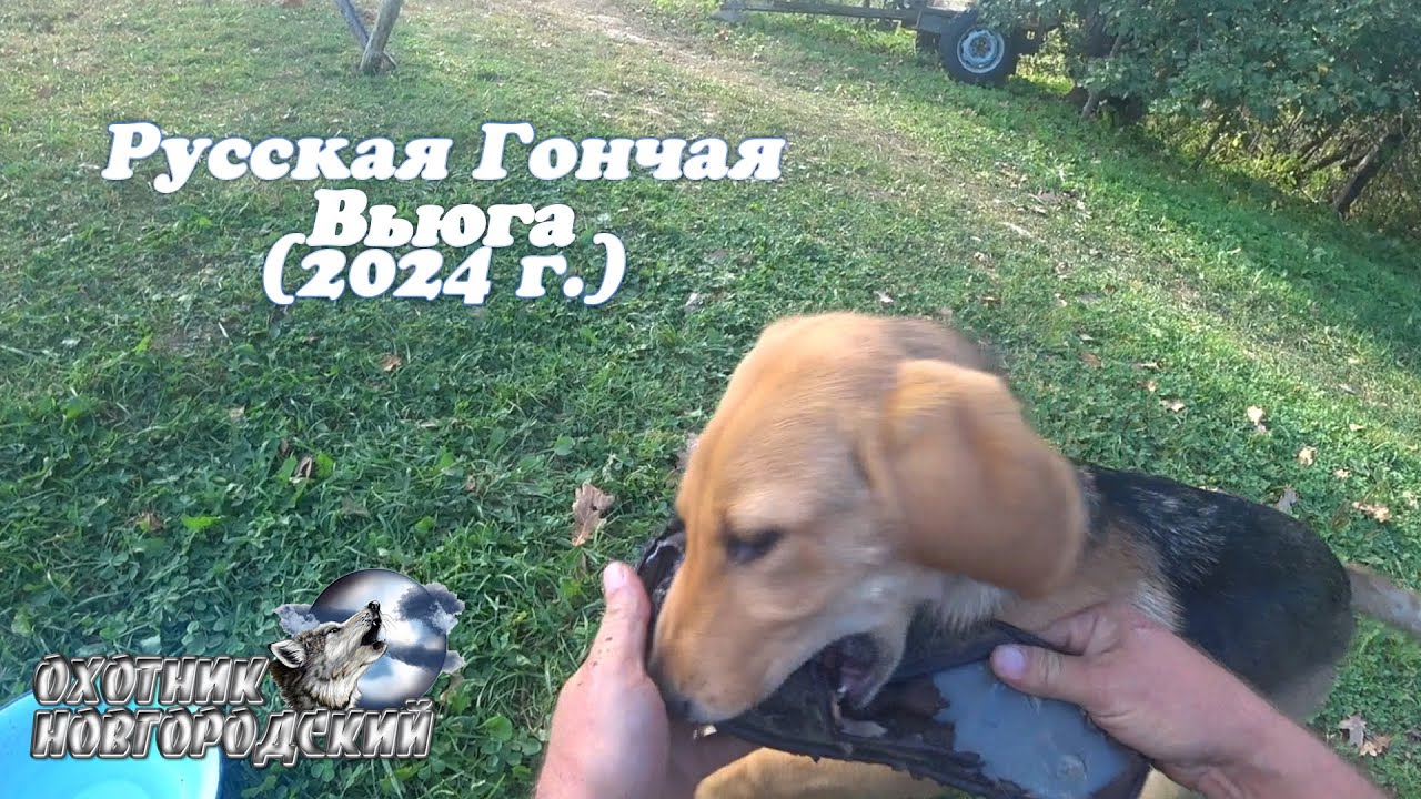 Русская Гончая Вьюга! (2024 г)